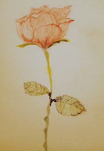 Christine P, Rose, pastel pencils.jpg